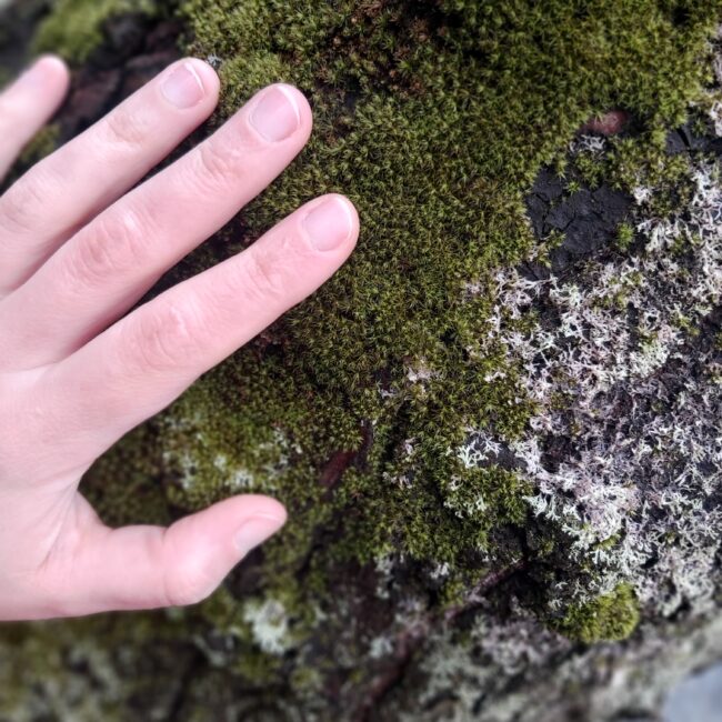 hand on moss